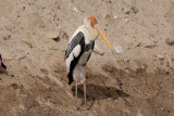 Painted Stork - Gujurat - India 6542b.jpg