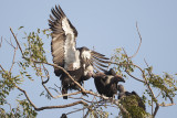 White-rumped Vulture - Gujurat - India 7061b.jpg
