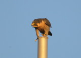 Peregrine Falcon, adult female