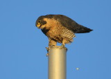 Peregrine Falcon, adult female