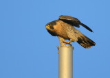 Peregrine Falcon, adult female