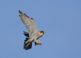 Peregrine adult climbing to new rooftop perch location
