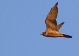 Peregrine adult in flight