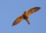 Peregrine adult in flight, male