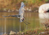 Great Blue Heron landing