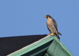 Peregrine perched, male