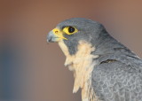 Peregrine female