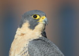 Peregrine female