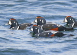 Harelquin Duck, males