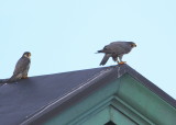 Peregrines atop the roof