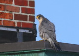 Peregrine atop the roof above NB main entrance