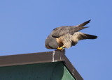 Peregrine atop the roof cleaning bill