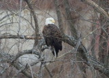 Bald Eagle, adult