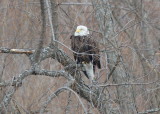 Bald Eagle, adult