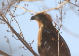 Bald Eagle, subadult