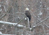 Bald eagle, adult