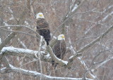 Bald eagle, adults