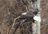 Bald Eagle, adult: leg bands, left leg: orange?