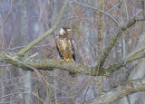 Bald Eagle, second year?