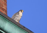 Peregrine Falcon, adult male