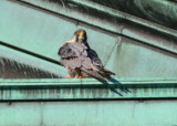 Peregrine Falcon, adult male (leg band 6/4)