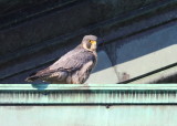 Peregrine Falcon, adult female