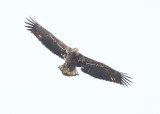 Bald Eagle, subadult