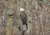 Bald Eagle, adult