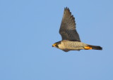 Peregrine Falcon, adult female