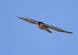 Peregrine Falcon, adult female