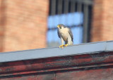 Peregrine Falcon, adult female; V/5 leg band