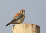 American Kestrel, male