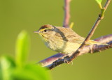 Palm Warbler