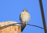 American Kestrel, male