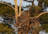 Great Horned Owl and owlet