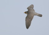 Peregrine Falcons