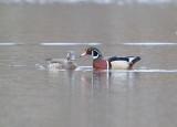 Wood Ducks