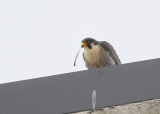 Peregrine Falcon, adult  male