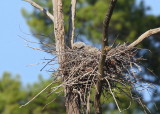 Great Horned owlet