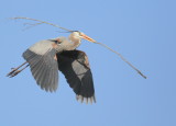 Great Blue Heron returning to nest with stick for mate