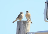 American Kestrel pair perched on utility pole