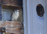 American Kestrel female perched at nest site (leg band, right leg)