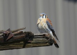 American Kestrel, male perched nearby nest hole