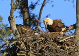 Bald Eagle nest, fish in bill