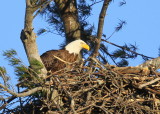 Bald Eagle nest