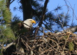 Bald Eagle nest with chick forward of adult!