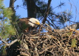 Bald Eagle nest with head and neck of chick facing adult