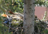 Red-tailed Hawk, female on nest