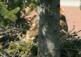 Red-tailed Hawk, female on nest