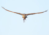 Osprey in flight mode